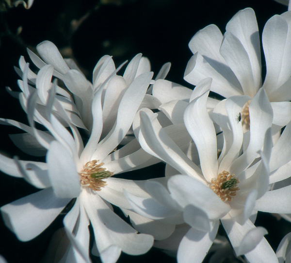 stellata Watherlily - Pistoia Verde