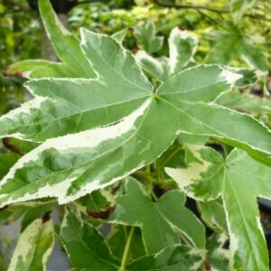 styraciflua Albomarginata Manon - Pistoia Verde