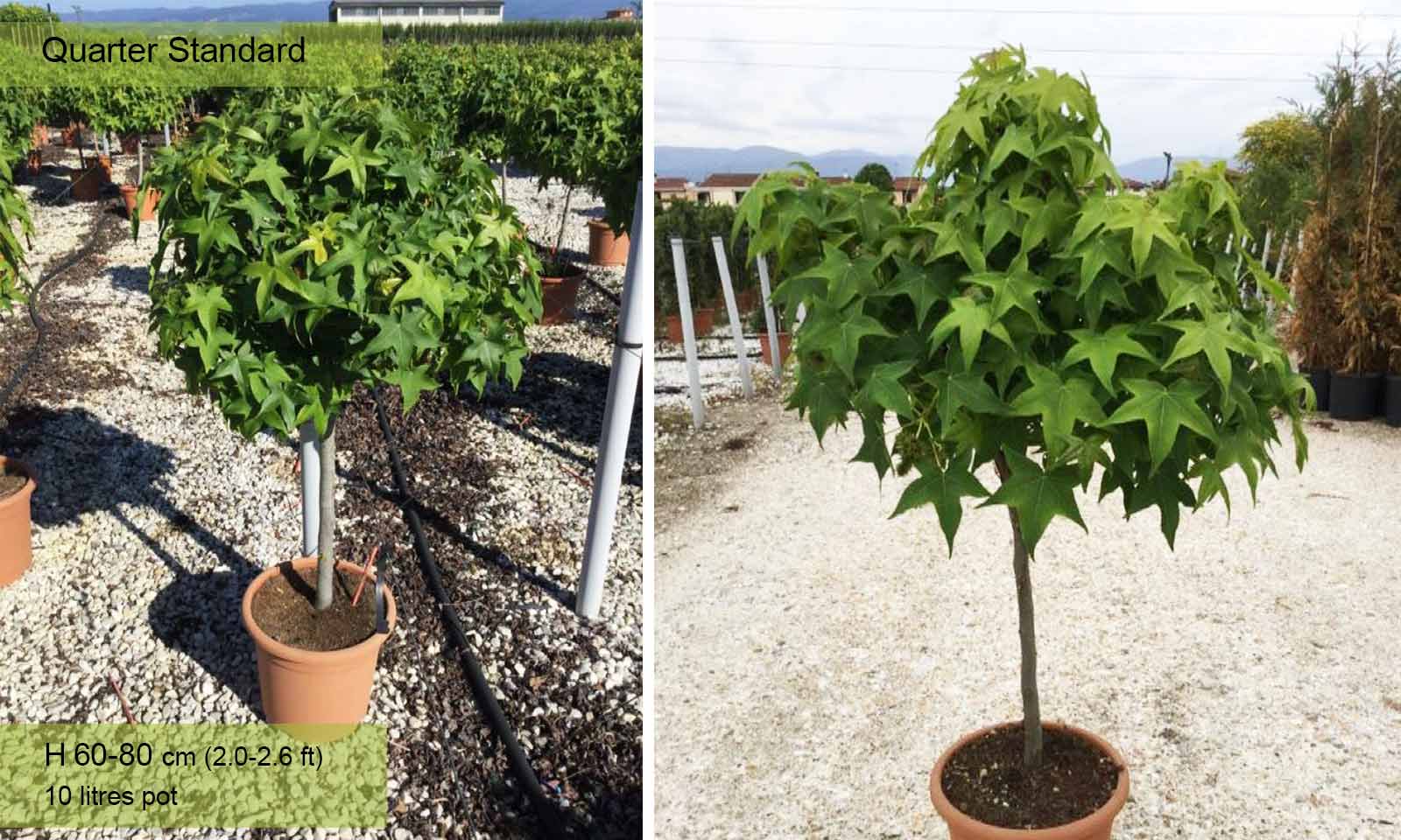 styraciflua Gum Ball mezzo fusto 90 cm. → - Pistoia Verde