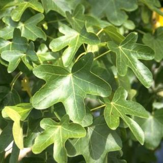styraciflua Rotundiloba - Pistoia Verde