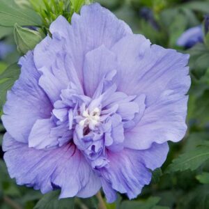 syriacus Blue Chiffon ® 'Notwood3' + f. - Pistoia Verde