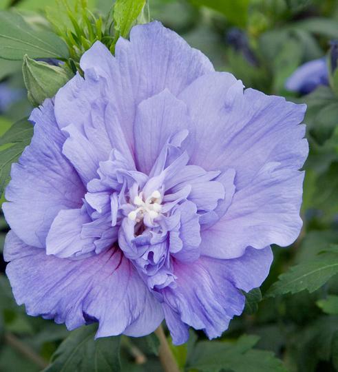 syriacus Blue Chiffon ® 'Notwood3' + f. - Pistoia Verde