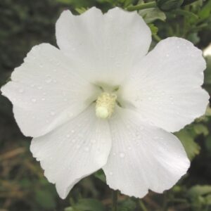 syriacus Eleonore ® (miglioramento di Diana) - Pistoia Verde