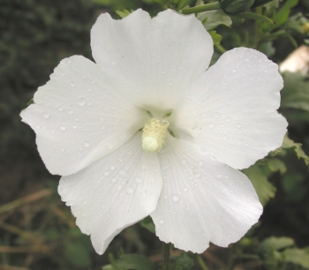 syriacus Eleonore ® (miglioramento di Diana) - Pistoia Verde