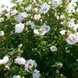 syriacus French Point ® 'Minfren' + f. - Pistoia Verde