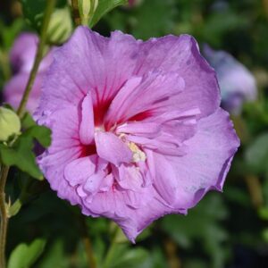 syriacus Lavander Chiffon ® Notwoodone + f. - Pistoia Verde