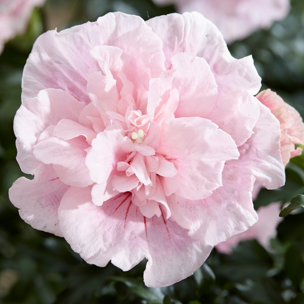syriacus Pink Chiffon ® 'Jwnwood4' + f. - Pistoia Verde