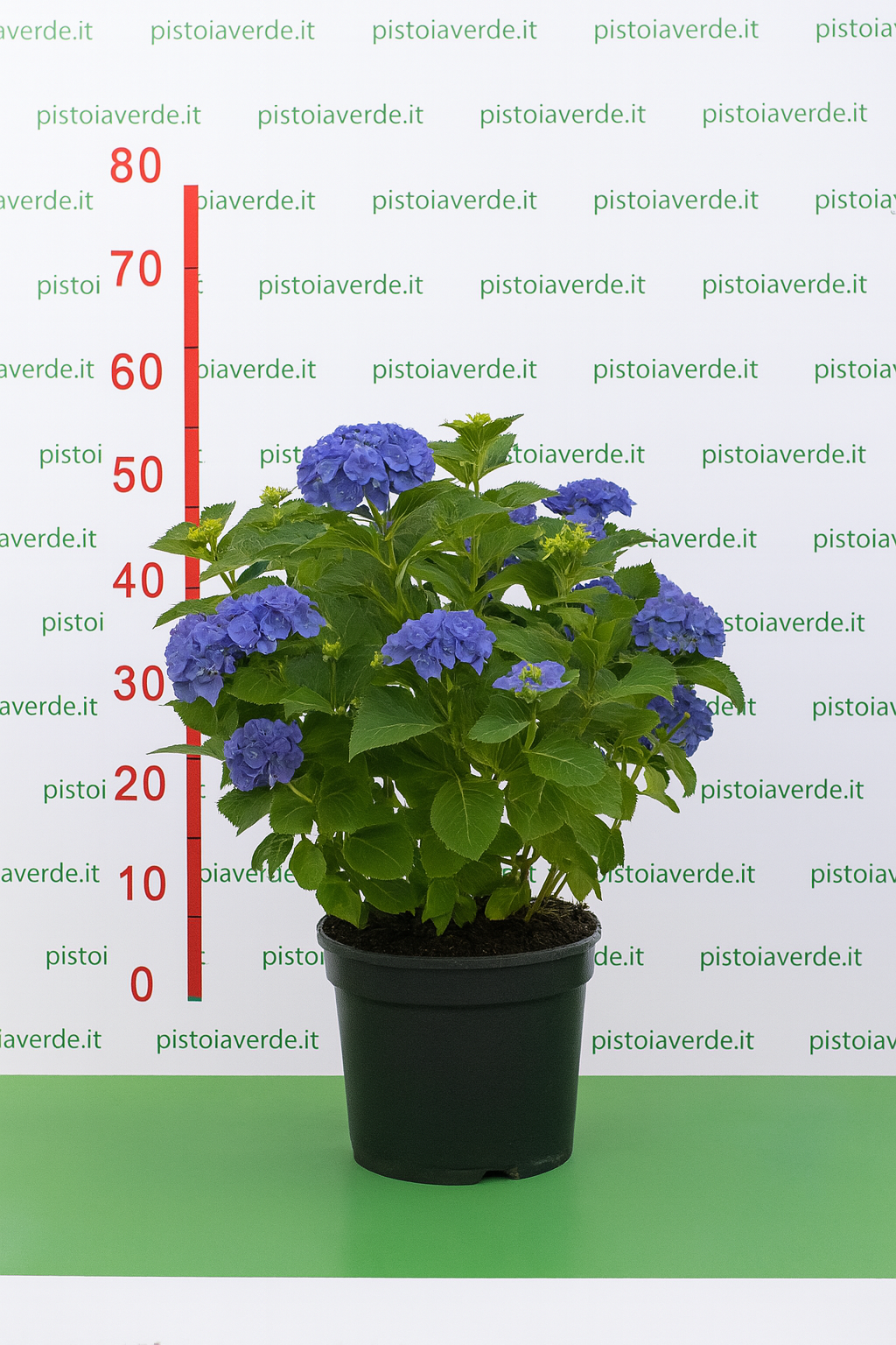the original blu 2 - Pistoia Verde