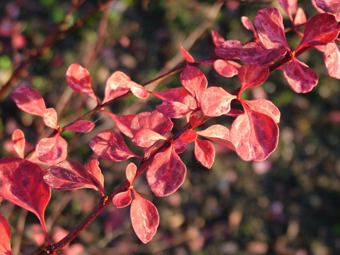 Berberis thunbergii f. atropurpurea 'Pink Queen' - Pistoia Verde