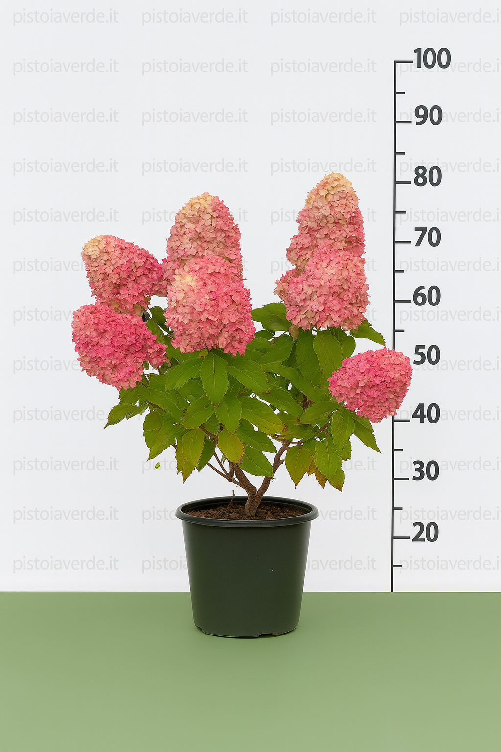 touch of pink 2 - Pistoia Verde