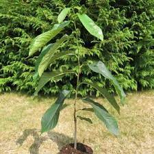 triloba Allegheny ® Peterson + f. -25°C. (Innesto) - Pistoia Verde