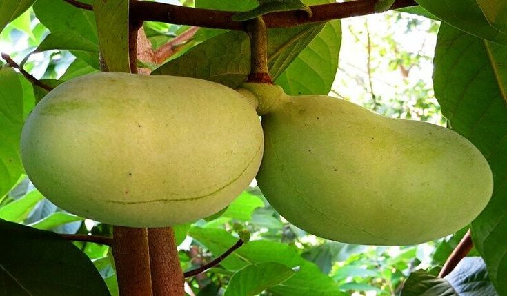 triloba (Banano del nord) + f. - Pistoia Verde