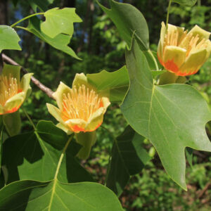 tulipifera Aureomarginatum - Pistoia Verde