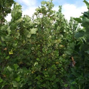 tulipifera Fastigiatum - Pistoia Verde