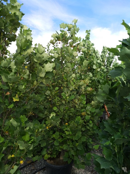 tulipifera Fastigiatum - Pistoia Verde