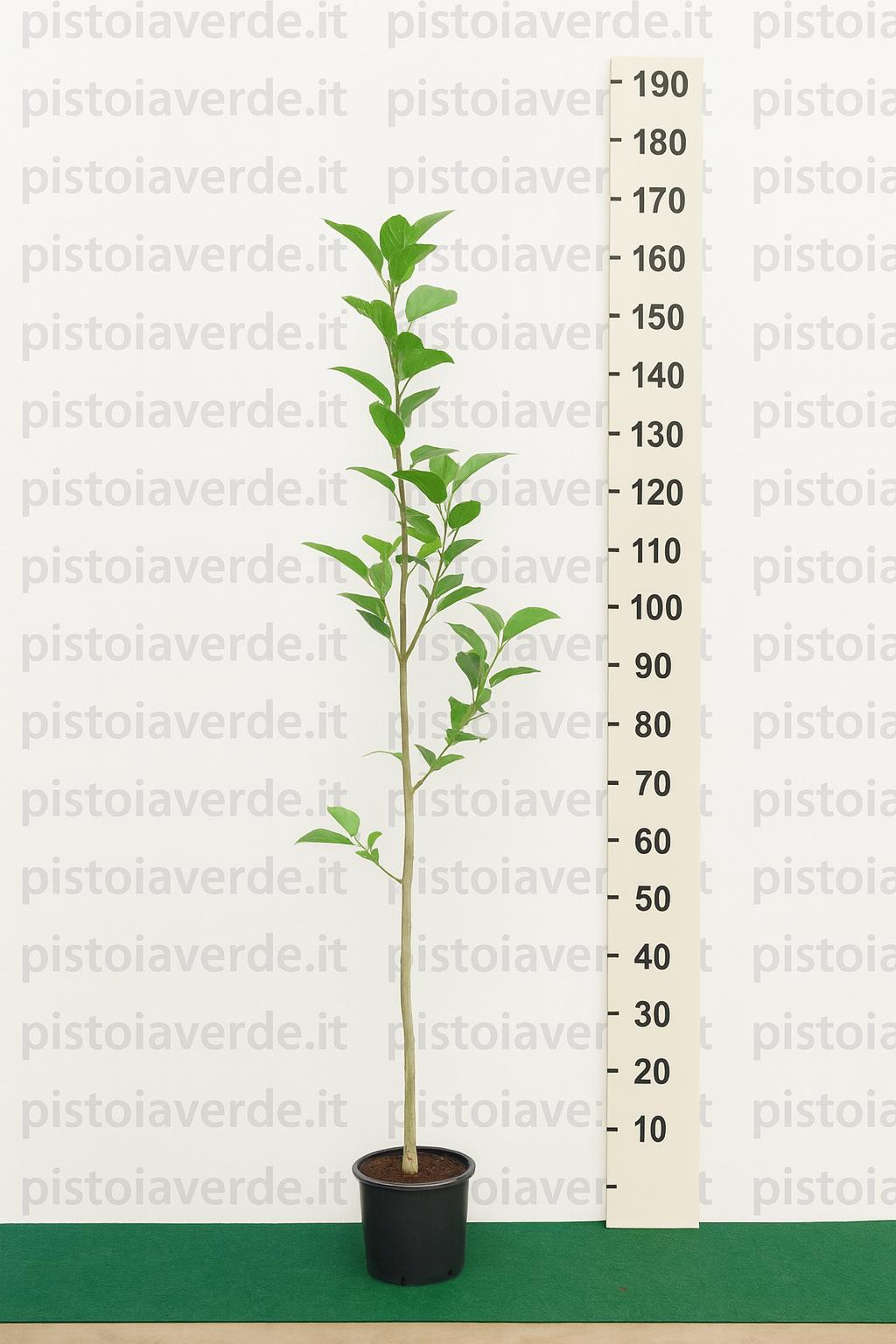 venus - Pistoia Verde