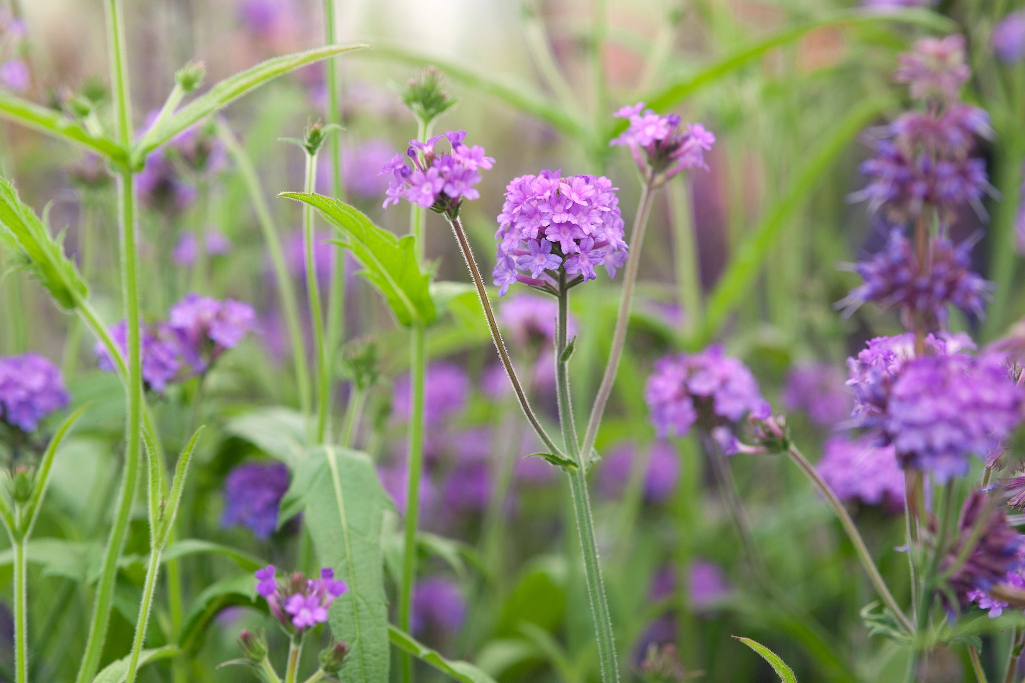 verbena - Pistoia Verde