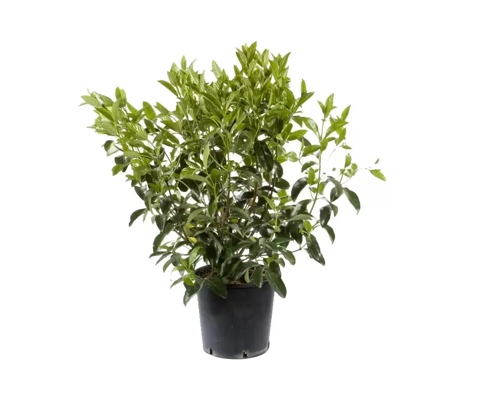 viburnum-lucidum-vaso-20-esterno-giardino-verdi-1-1 - Pistoia Verde