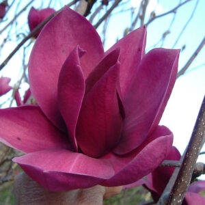 x Cleopatra ® (innesto) - Pistoia Verde