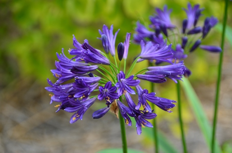 x Pitchoune Violet ® - Pistoia Verde