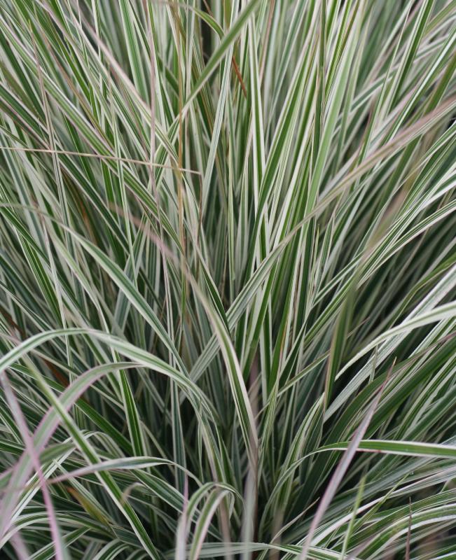x acutiflora Overdam + f. - Pistoia Verde