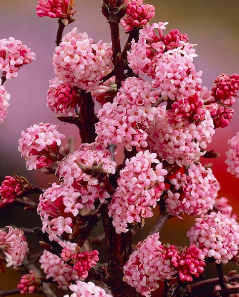 x bodnantense Dawn + f. - Pistoia Verde