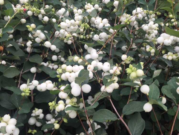 x doorenbosii White Hedge 2 - Pistoia Verde