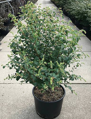 x doorenbosii White Hedge - Pistoia Verde