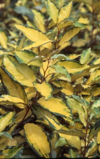 x ebbingei Eleador ® 'Lannou' - Pistoia Verde