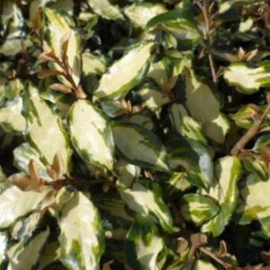 x ebbingei Maryline ® 'Abrela' - Pistoia Verde