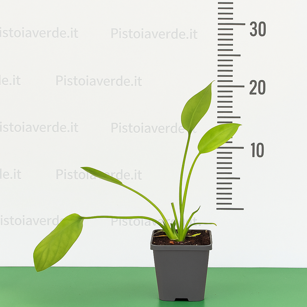Alisma plantago - Pistoia Verde
