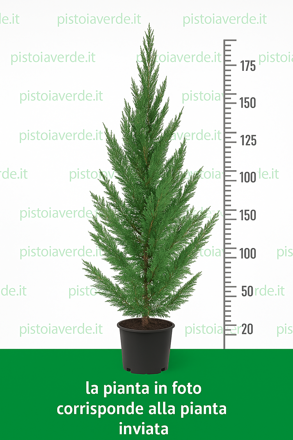 Cupressocyparis leylandii - VASO 30 - Pistoia Verde
