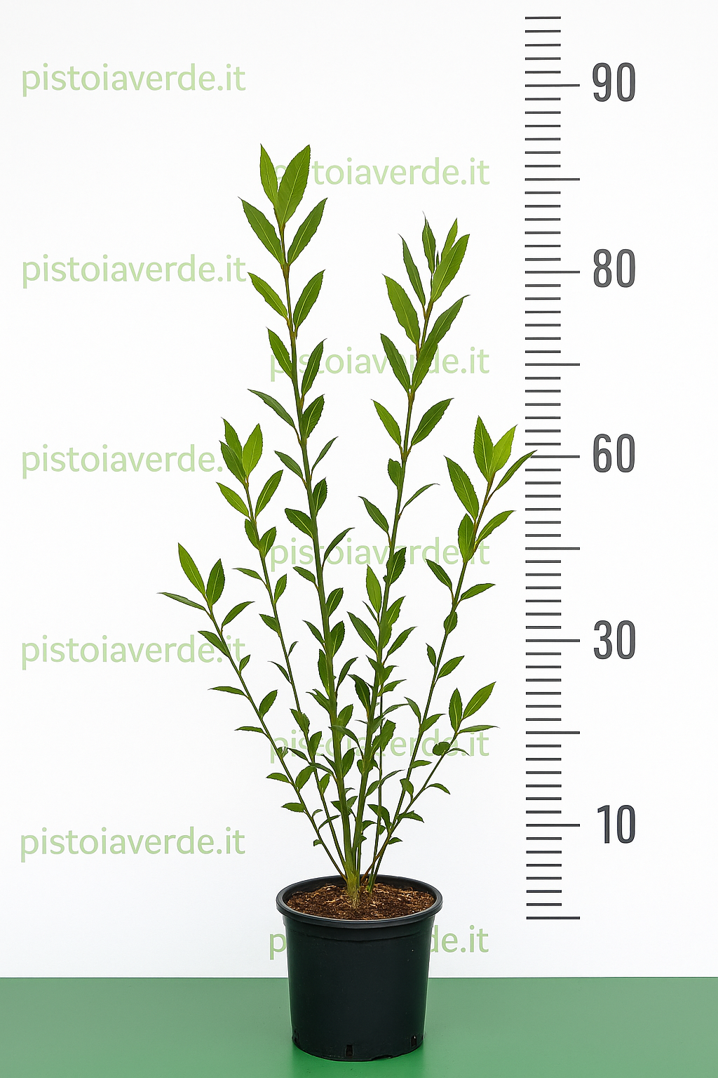 Laurus nobilis alloro - Pistoia Verde
