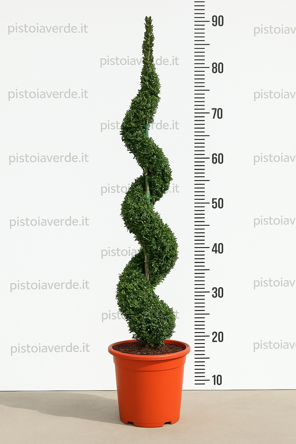 Ligustrum delavayanum a Spirale VASO H 100 - Pistoia Verde