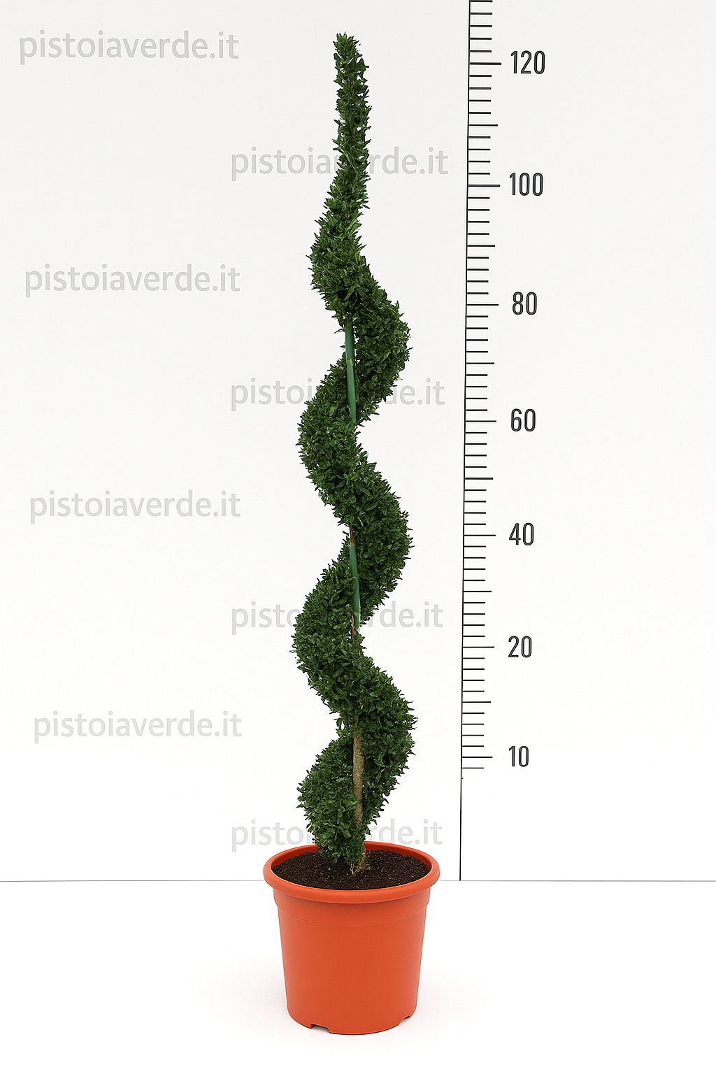 Ligustrum delavayanum a Spirale VASO H 120 - Pistoia Verde