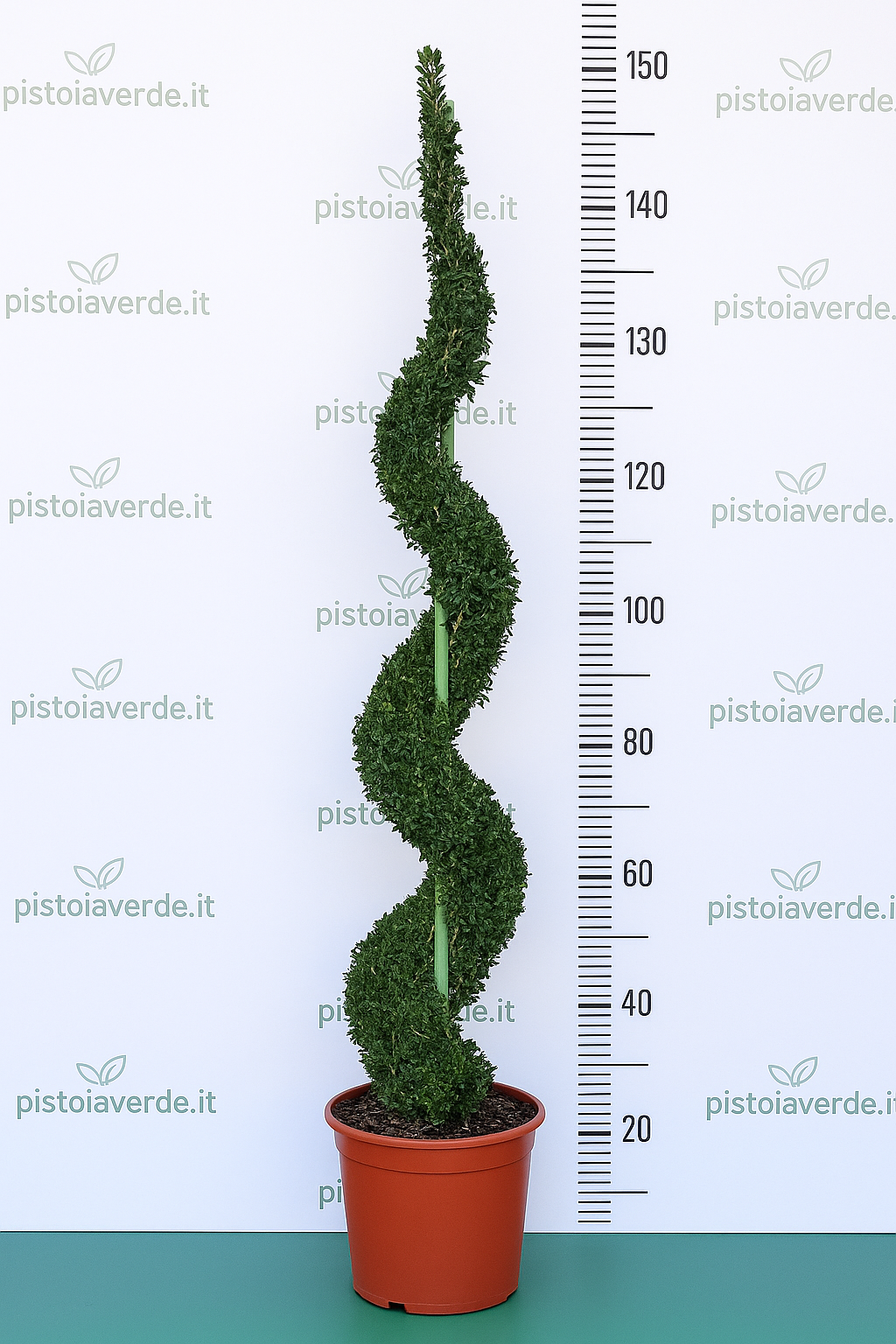 Ligustrum delavayanum a Spirale VASO H 150 - Pistoia Verde