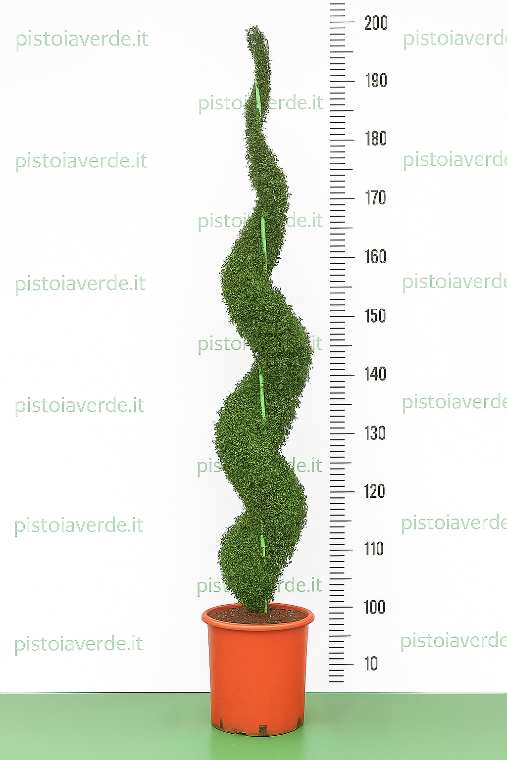 Ligustrum delavayanum a Spirale VASO H 200 - Pistoia Verde
