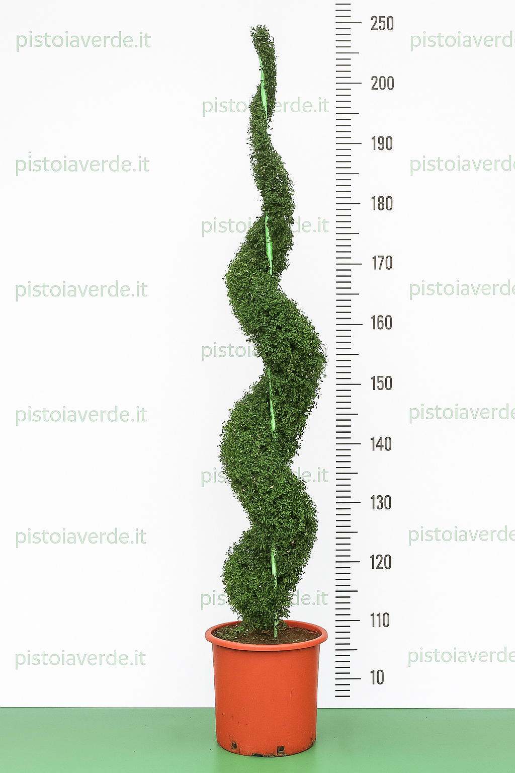 Ligustrum delavayanum a Spirale VASO H 250 - Pistoia Verde