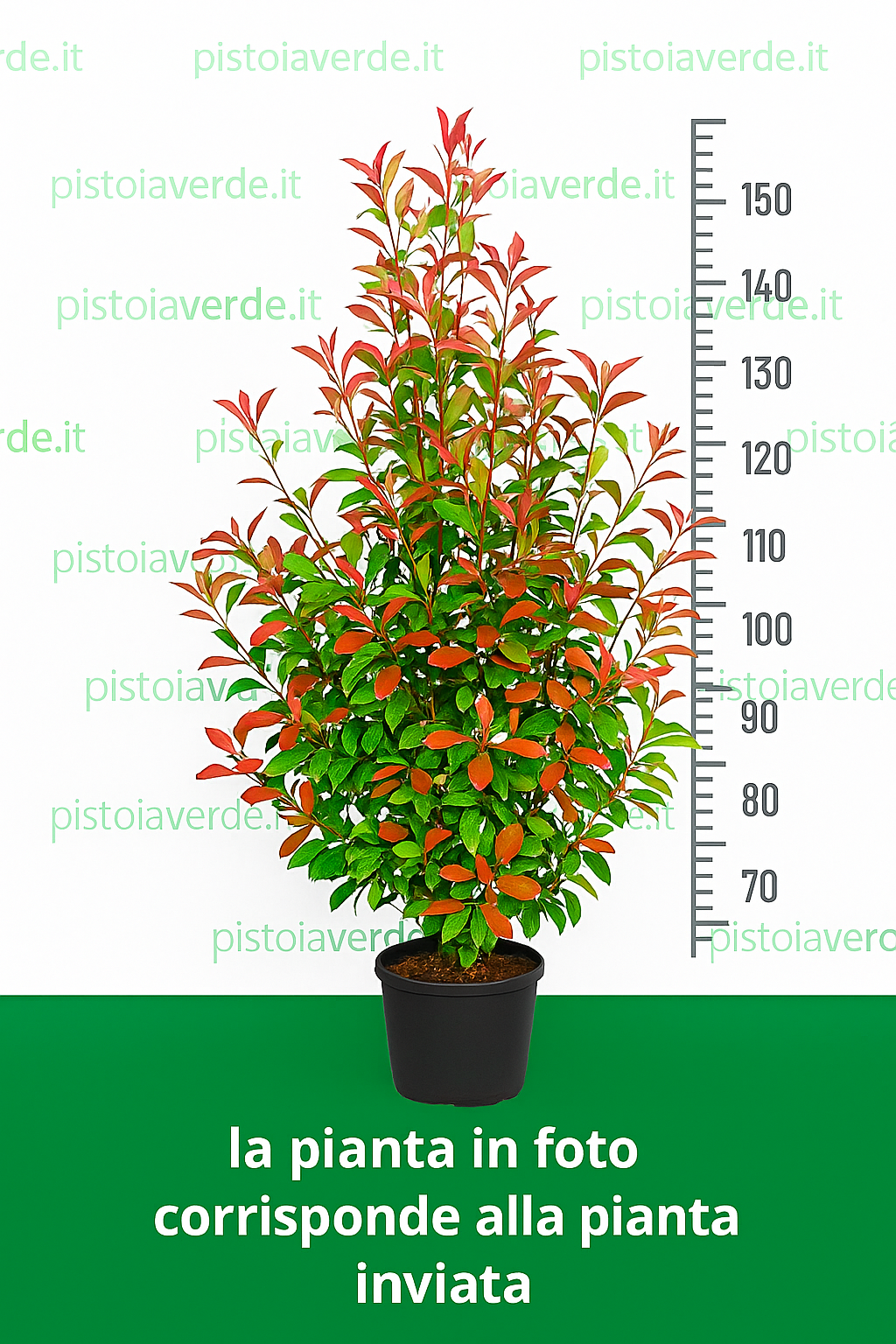 Photinia x faseri Red Robin - Pistoia Verde