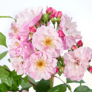 Rosa-Lavender-Siluetta-196152-HS-139_origin_img - Pistoia Verde