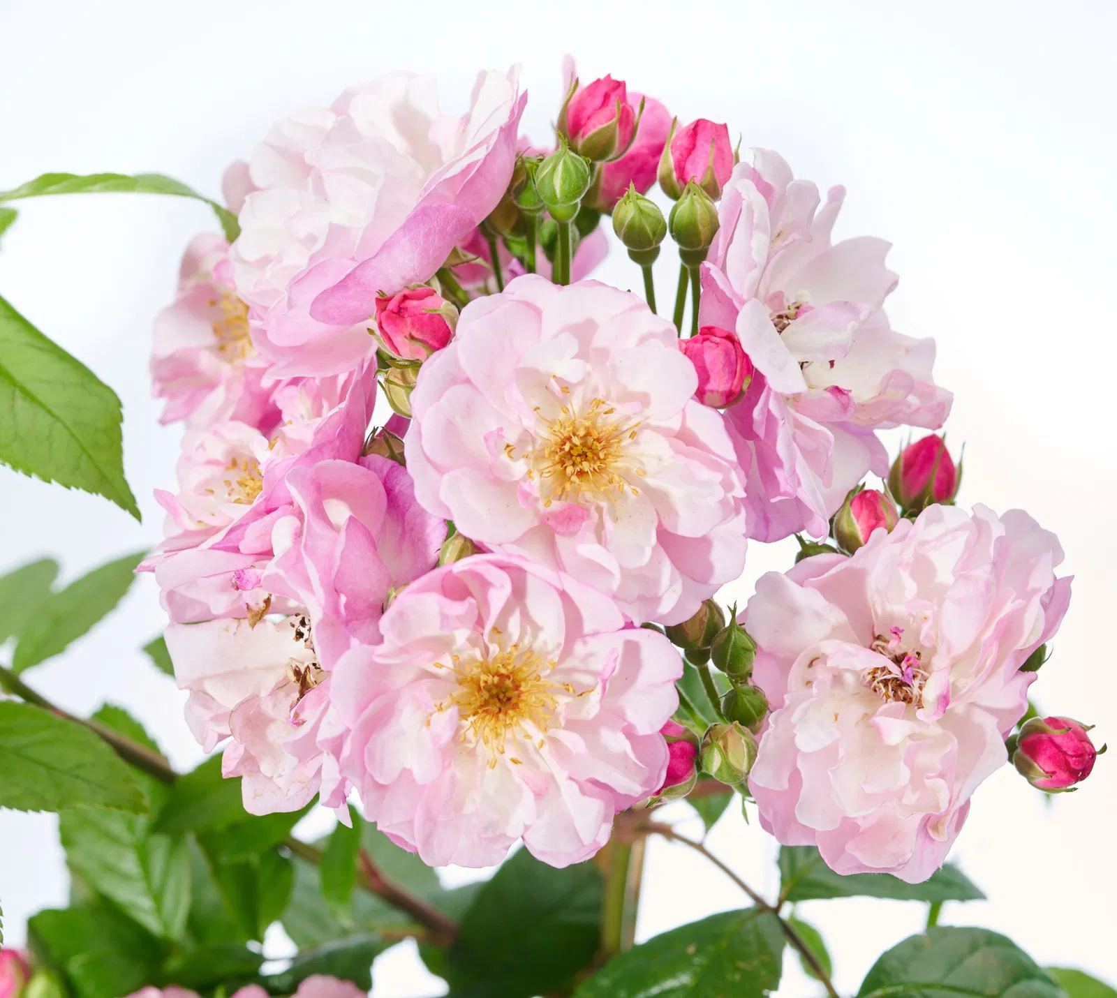 Rosa-Lavender-Siluetta-196152-HS-139_origin_img - Pistoia Verde