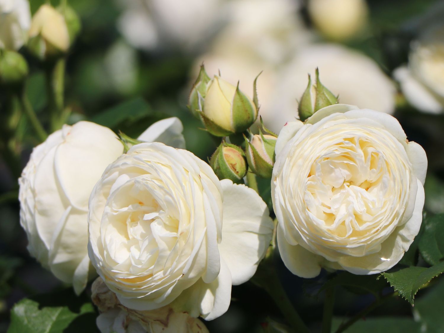 Nostalgie®-Strauchrose Artemis ® - Rosa Artemis ® - Pistoia Verde