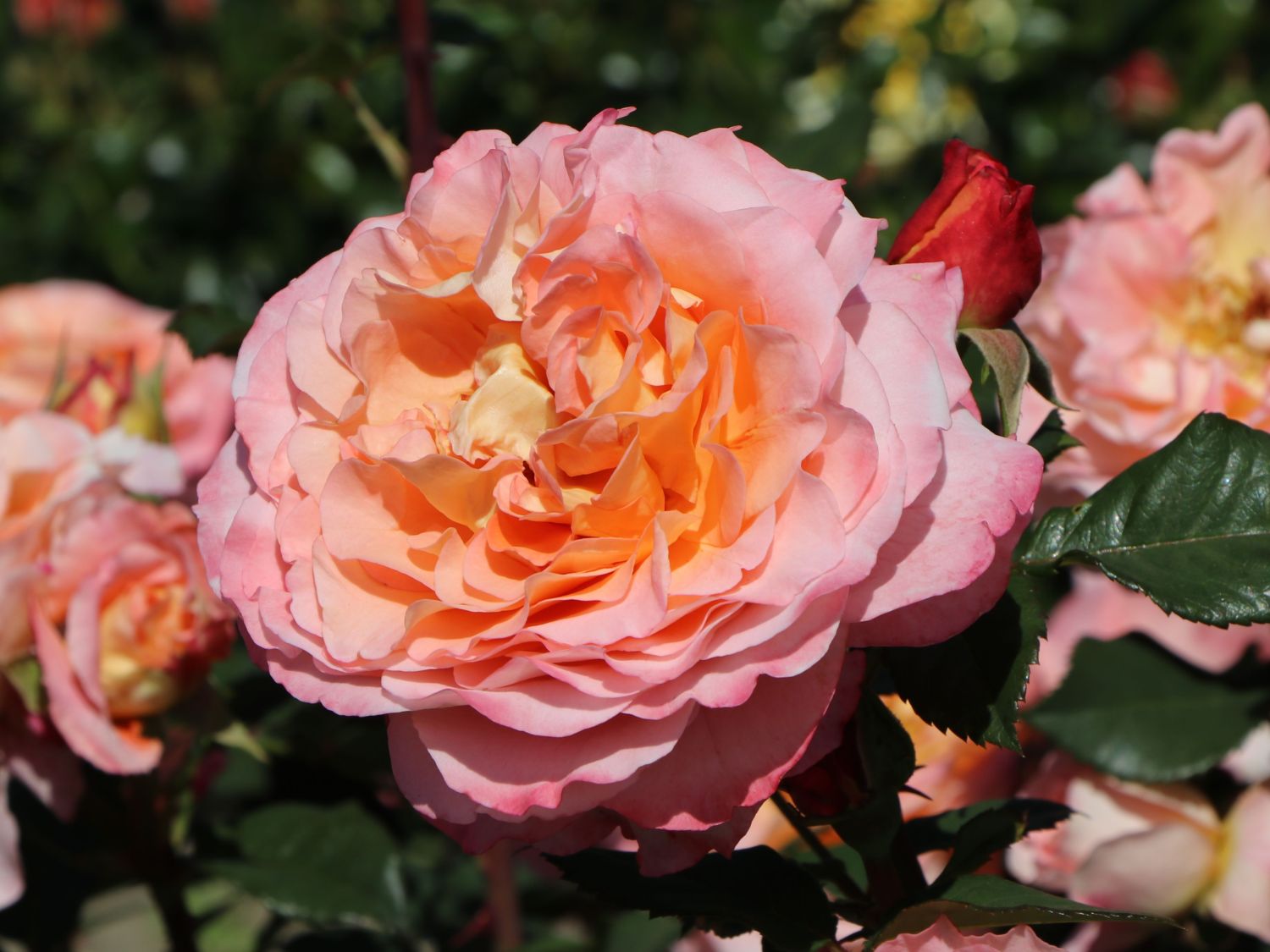 Edelrose Augusta Luise ® - Rosa Augusta Luise ® - Pistoia Verde