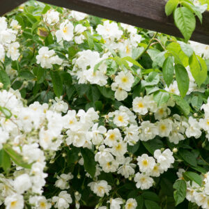 Kletterrose Rambler Bobby James 1961 - Pistoia Verde