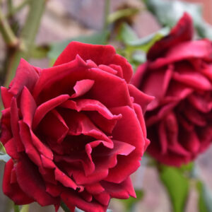 crimson - Pistoia Verde