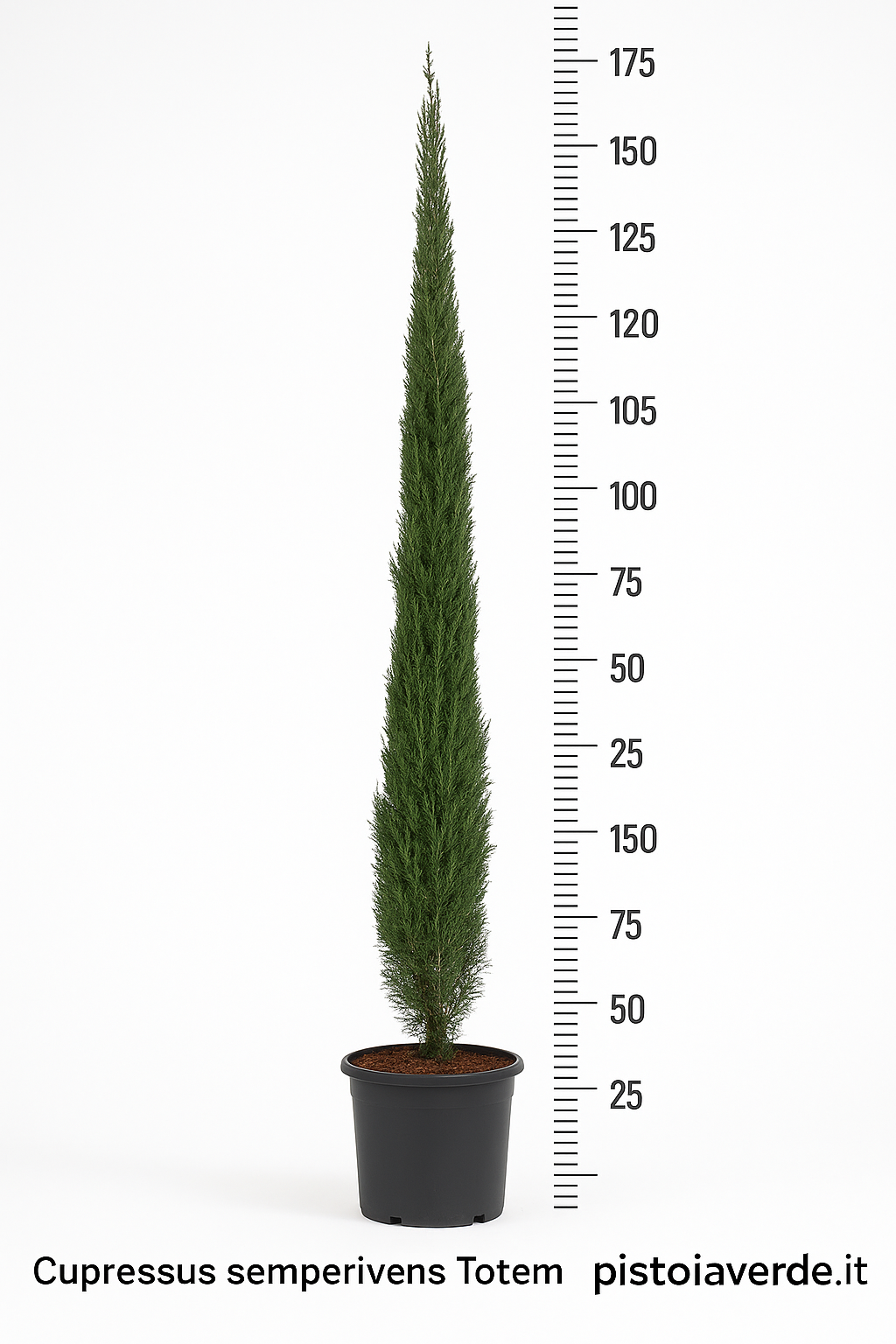 cupressus-totem-150-vaso36 - Pistoia Verde