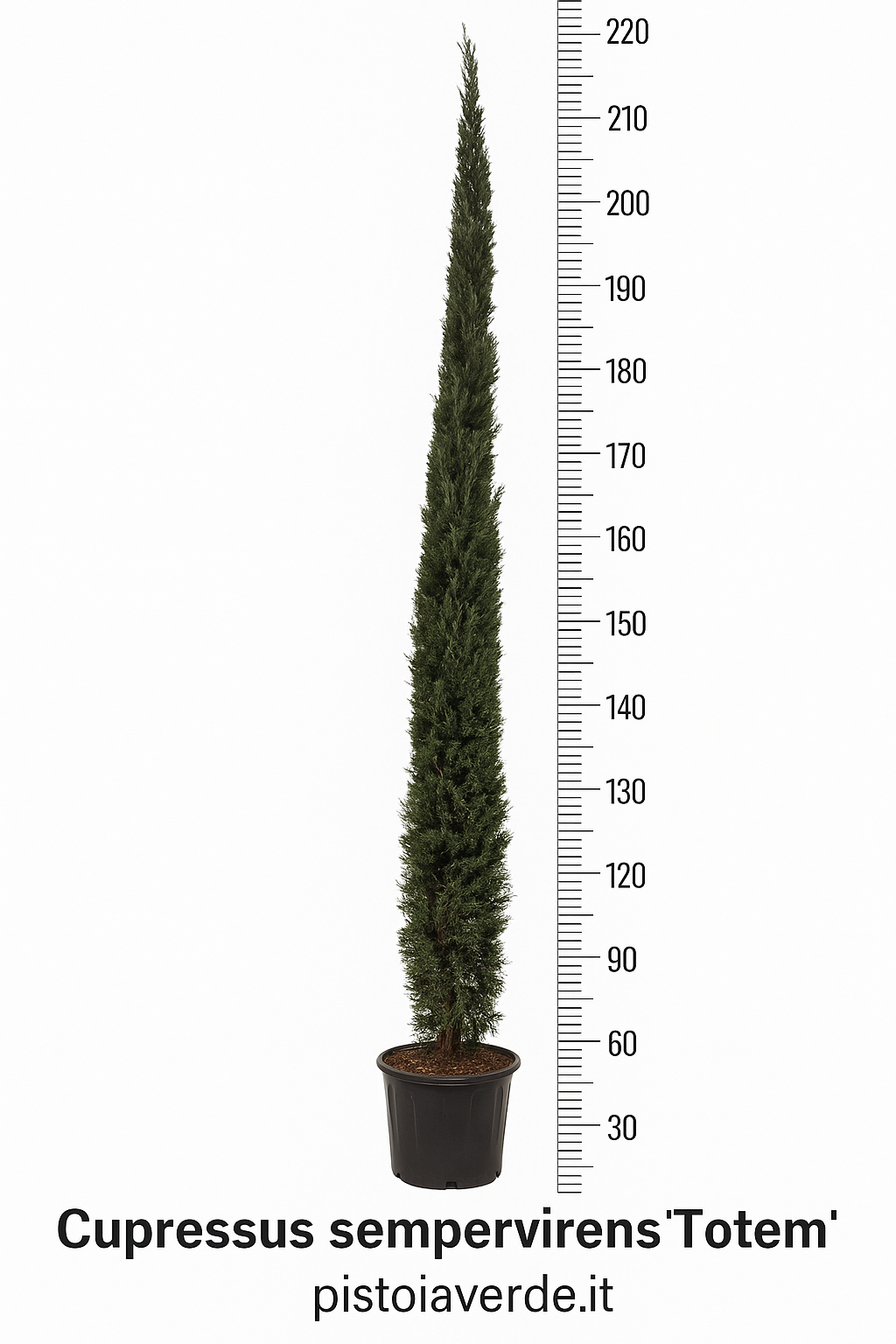 cupressus-totem-200-vaso40 - Pistoia Verde