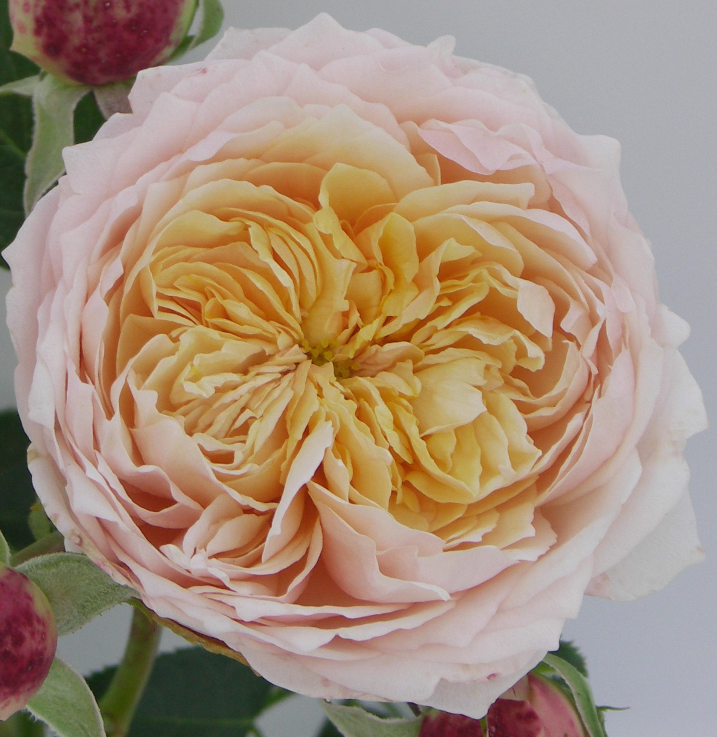 ginger-syllabub-scaled - Pistoia Verde