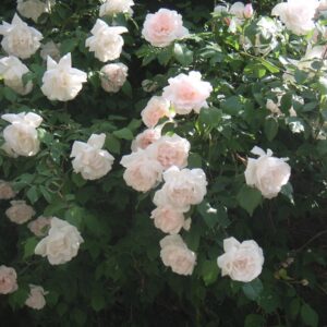 mme alf - Pistoia Verde