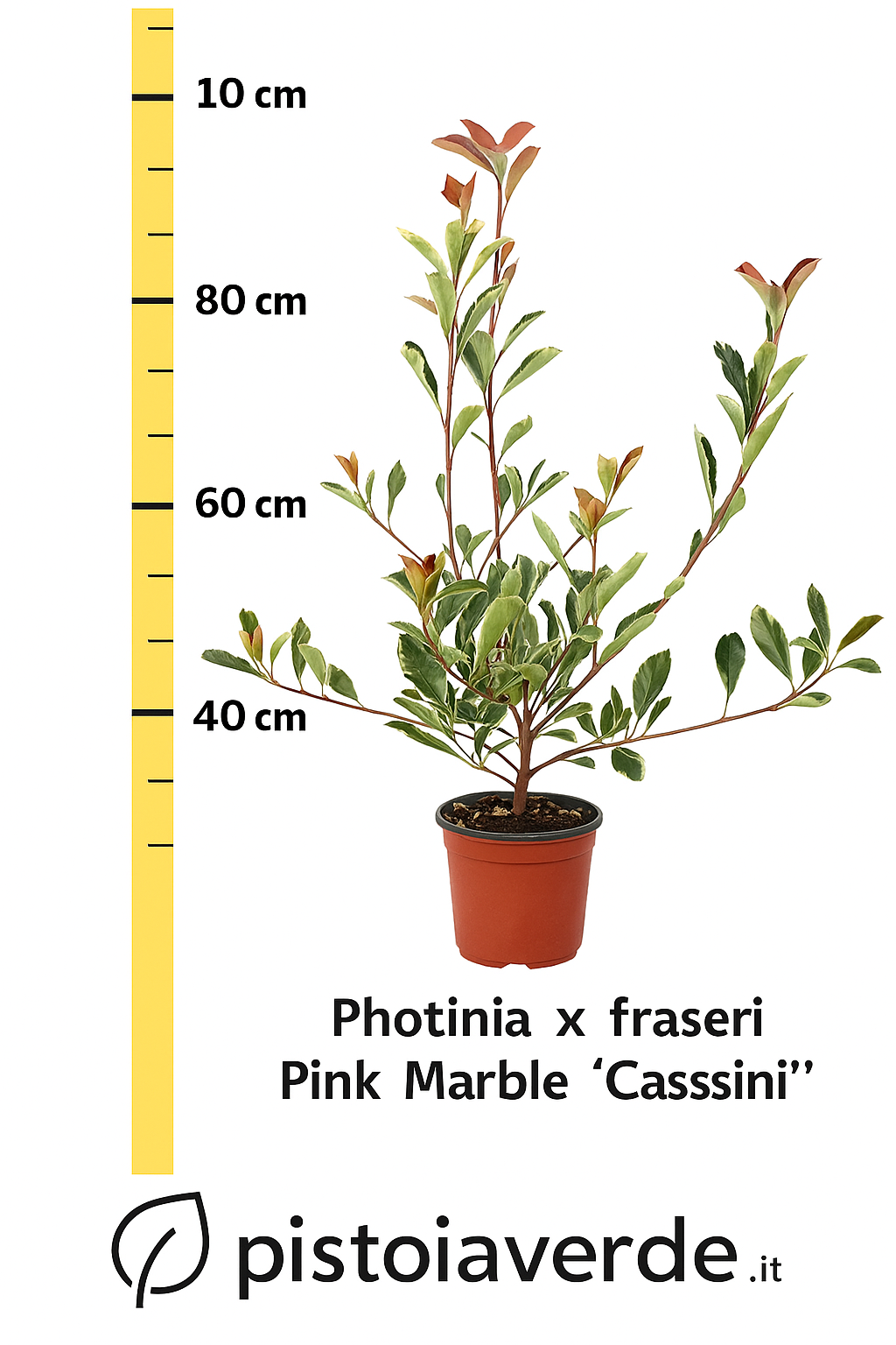 photinia-pink-marble-vaso18 - Pistoia Verde